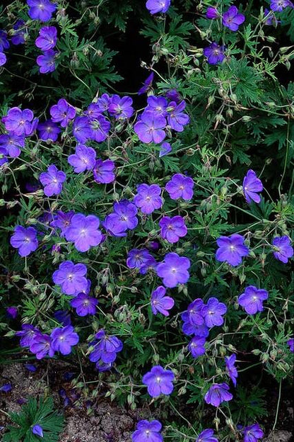 Buitenplant 48x Geranium 'Johnson's Blue' - Bloeiend - Pot Ø 9cm Hoogte ↕ 10-25cm