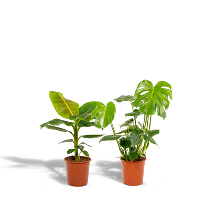 Kamerplant - Monstera Deliciosa ↕ 75cm + Musa Dwarf Cavendish ↕ 85cm - Pot Ø 21cm