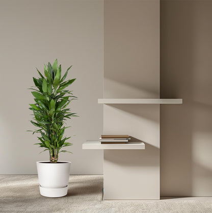 Kamerplant - Dracaena Janet Lind vertakt - Luchtzuiverend - Pot Ø 27cm Hoogte ↕ 110cm