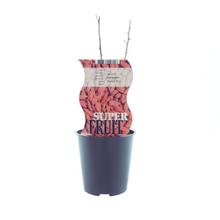 Buitenplant - Lycium Sweet Goji (Gojibes) - Eetbare vrucht - Pot Ø 12cm Hoogte ↕ 30cm