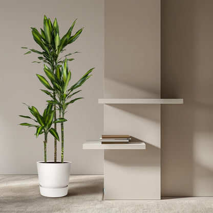 Kamerplant - Dracaena Cintho - Pot Ø 24cm Hoogte ↕ 160cm