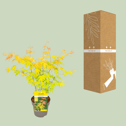 Buitenplant - Acer palmatum 'Orange Dream' - Pot Ø 15cm Hoogte ↕ 30cm