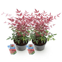 Buitenplant - Nandina domestica 'Obsessed' - Groenblijvend - Pot Ø 17cm Hoogte ↕ 45cm