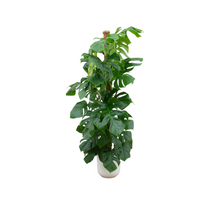XL plant - Monstera Pertusum - Pot Ø 26cm Hoogte ↕ 150cm