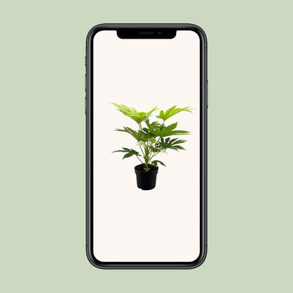 Kamerplant - Fatsia Japonica Spider Web - Pot Ø 17cm Hoogte ↕ 50cm