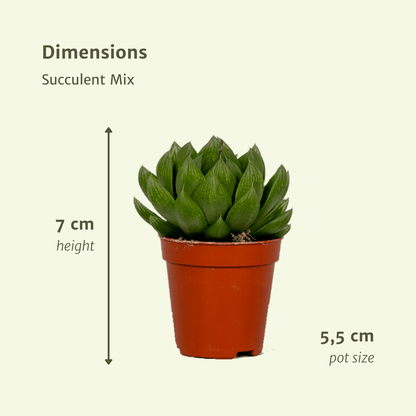 Kamerplant 10x Succulenten Mix - Pot Ø 5,5cm Hoogte ↕ 7cm