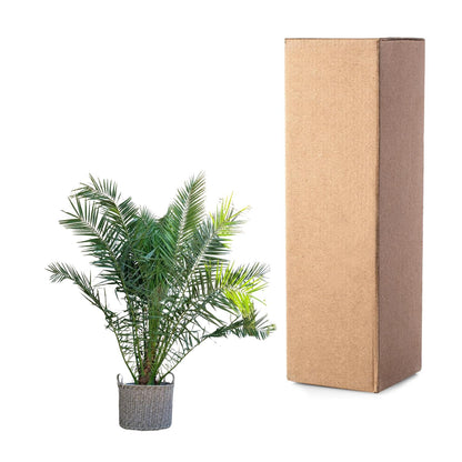 XL plant - Phoenix canariensis - Winterhard - Pot Ø 50cm Hoogte ↕ 300cm
