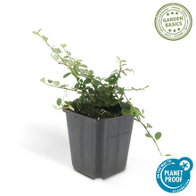 Buitenplant 12x Cotoneaster pr. 'Streib's Findling' - Pot Ø 9cm Hoogte ↕ 10-25cm