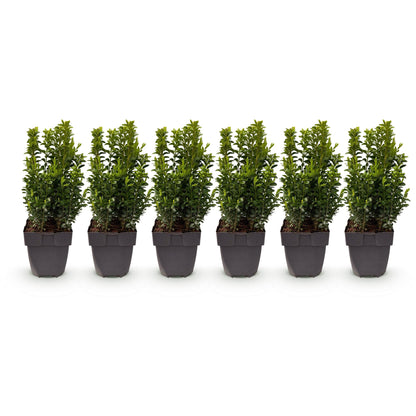 Buitenplant 6x Buxus sempervirens - Haagplant - Pot Ø 17cm Hoogte ↕ 45cm