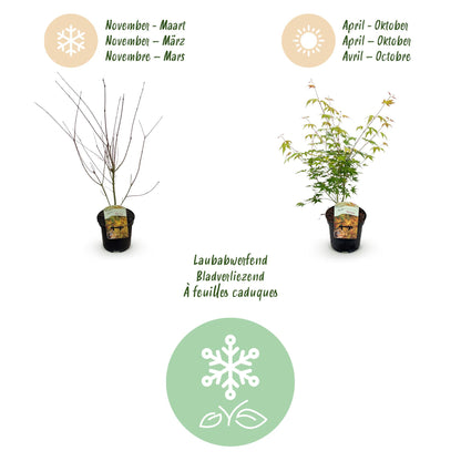 Buitenplant 2x Acer palmatum 'Katsura' - Japanse Esdoorn - Pot Ø 19cm Hoogte ↕ 70cm