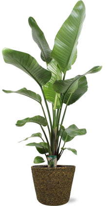XL Kamerplant - Strelitzia Nicolai - Pot Ø 21cm Hoogte ↕ 100cm