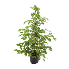 Kamerplant - Ficus benjamina Goldenking - Pot Ø 21cm Hoogte ↕ 95cm