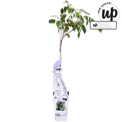 Buitenplant - Wisteria sinensis Caroline - Paarse Regen - Pot Ø 15cm Hoogte ↕ 65cm
