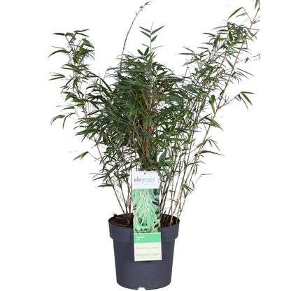 Buitenplant - Fargesia rufa - Niet-Woekerende Bamboe - Pot Ø 29cm Hoogte ↕ 80cm