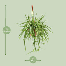 Kamerplant - Lepismium Bolivianum - Pot Ø 17cm Hoogte ↕ 55cm