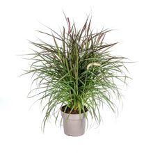 Buitenplant - Pennisetum x Advena Chelsea - Pot Ø 27cm Hoogte ↕ 70-80cm