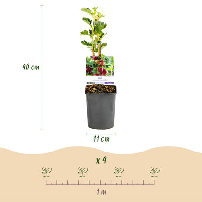Buitenplant 2x Ribes uva-crispa 'Hinnomäki Röd' - Kruisbes - Pot Ø 11cm Hoogte ↕ 40cm
