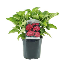 Buitenplant - Hortensia Hydrangea macrophylla Red - Bloeiend - Pot Ø 17cm Hoogte ↕ 30cm