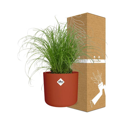 Kamerplant - Cyperus Alternifolius Zumula - Pot Ø 14cm