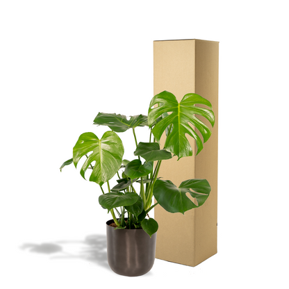 Kamerplant - Monstera Deliciosa - Pot Ø 21cm Hoogte ↕ 80cm