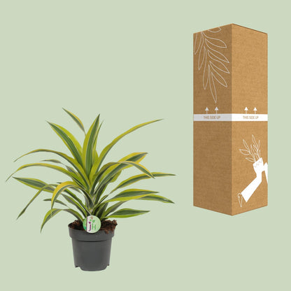 Kamerplant - Dracaena Fragrans Lemon Lime - Pot Ø 17cm Hoogte ↕ 40cm