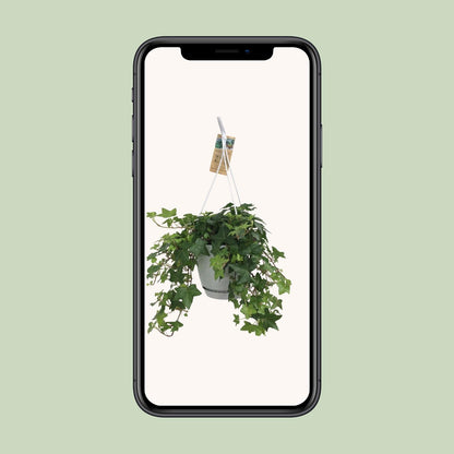Kamerplant - Hedera Helix Groen - Hangplant met witte hangpot - Pot Ø 17cm