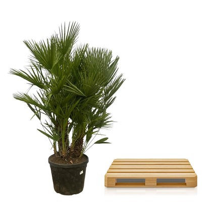 XL plant - Chamaerops humilis Multi Stam - Winterhard - Pot Ø 45cm Hoogte ↕ 160-180cm