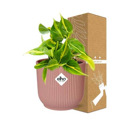 Kamerplant - Philodendron Scandens 'Brasil' - Pot Ø 14cm