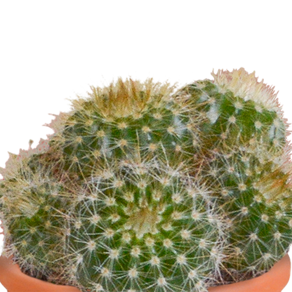 Kamerplant 15x Cactus en vetplanten mix - in terracotta pot - Pot Ø 5.5cm