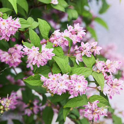 Buitenplant - Deutzia hybrida 'Strawberry Fields' - Bloeiend - Pot Ø 17cm Hoogte ↕ 45cm