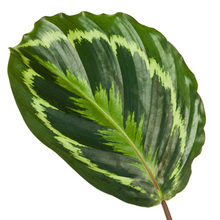 Kamerplant - Calathea Medallion - Pot Ø 24cm Hoogte ↕ 80cm