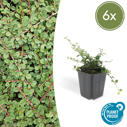 Buitenplant 6x Cotoneaster pr. 'Queen of Carpets' - Pot Ø 9cm Hoogte ↕ 10-25cm