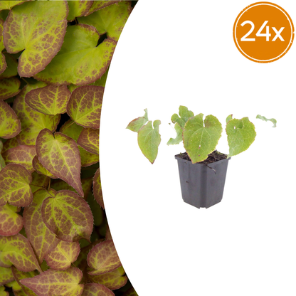 Buitenplant 24x Epimedium perralc. 'Frohnleiten' - Bloeiend - Pot Ø 9cm Hoogte ↕ 10-25cm