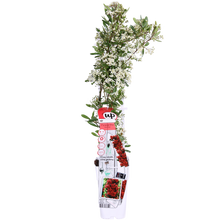 Buitenplant - Pyracantha coccinea Red Star - Pot Ø 23cm Hoogte ↕ 75cm