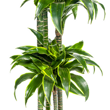 XL kamerplant - Dracaena Deremensis 'Dorado' - Luchtzuiverend - Pot Ø 27cm Hoogte ↕ 170-190cm