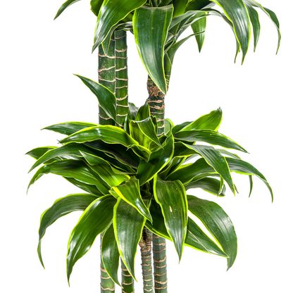 XL kamerplant - Dracaena Deremensis 'Dorado' - Luchtzuiverend - Pot Ø 27cm Hoogte ↕ 170-190cm