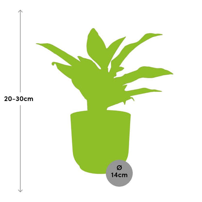 Kamerplant - Aglaonema Crete - Pot Ø 14cm