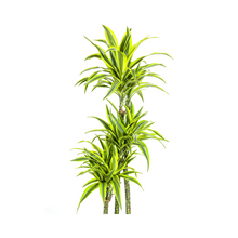 XL kamerplant - Dracaena Deremensis Lemon Lime - Pot Ø 27cm Hoogte ↕ 170-190cm