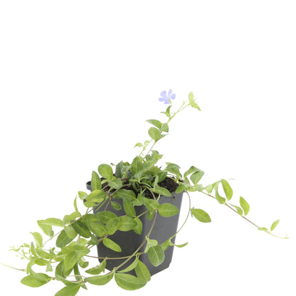 Buitenplant 48x Vinca minor 'La Grave' - Winterhard - Pot Ø 9cm Hoogte ↕ 10-25cm