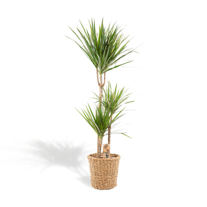 XL kamerplant - Dracaena - Pot Ø 21cm Hoogte ↕ 120cm