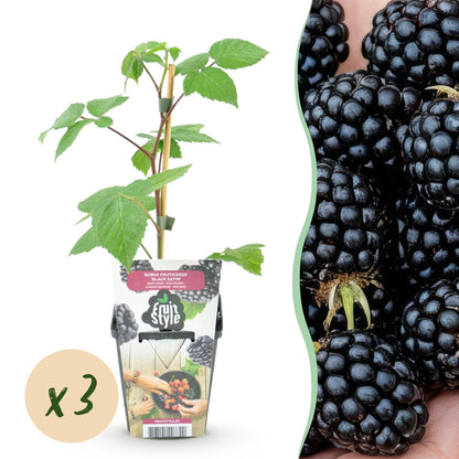 Buitenplant 3x Rubus 'Black Satin' - Zwarte Braam - Winterhard - Pot Ø 9cm
