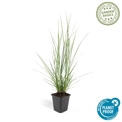 Buitenplant 60x Pennisetum alopecuroides 'Hameln' - Pot Ø 9cm Hoogte ↕ 10-25cm