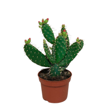 Kamerplant - Opuntia quitensis - Pot Ø 12cm