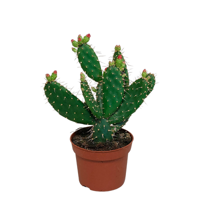 Kamerplant - Opuntia quitensis - Pot Ø 12cm