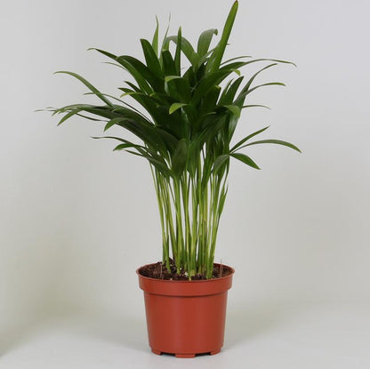 Kamerplant - Dypsis Lutescens (Areca Palm) - Hoogte ↕ 12-230cm