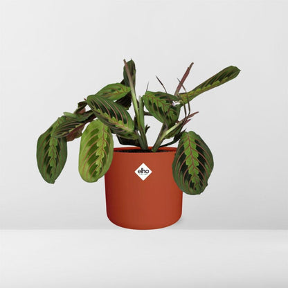 Kamerplant - Maranta Leuconeura 'Fascinator' Tricolor - Pot Ø 14cm