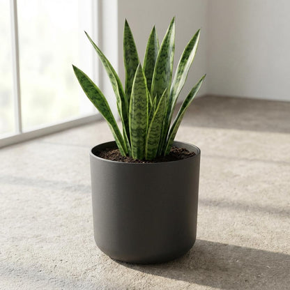 Pot - B.for Soft Antraciet - Ø 14cm