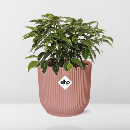 Kamerplant - Ficus Benjamina Kinky - Pot Ø 14cm