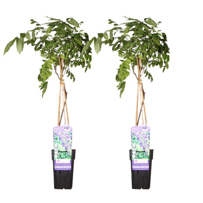 Buitenplant 2x Wisteria sinensis 'Prolific' - Bloeiend - Pot Ø 15cm Hoogte ↕ 65cm