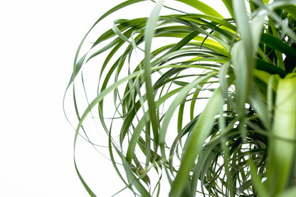 XL kamerplant - Beaucarnea - Hoogte ↕ 200cm